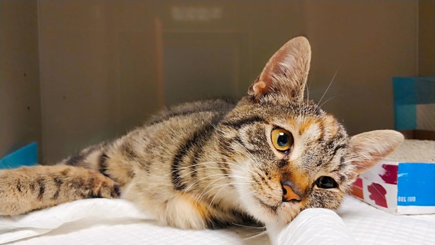 HLEDÁ SE MAJITEL TÉTO ZRANĚNÉ KOČIČKY...