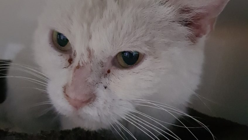 JAK SE MÁ NAŠE BLONDÝNA...