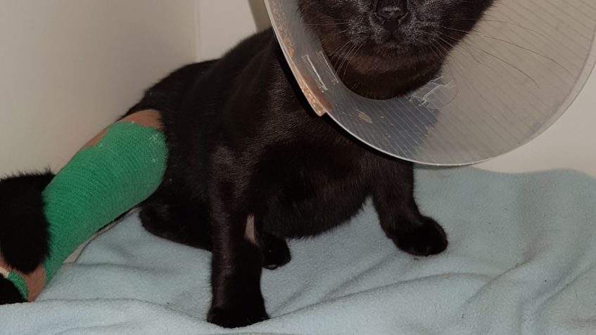 KOCOUREK STRAŠKA ZE STRAŠKOVA...