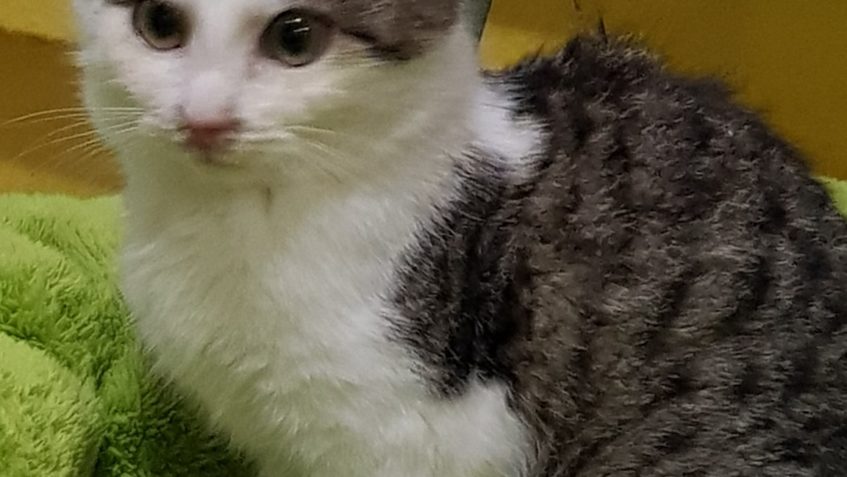 KOTĚCÍ HOLČIČKY BÍLO MOUROVATÁ SUZI A  MOUROVATÁ KITY JSOU Z...