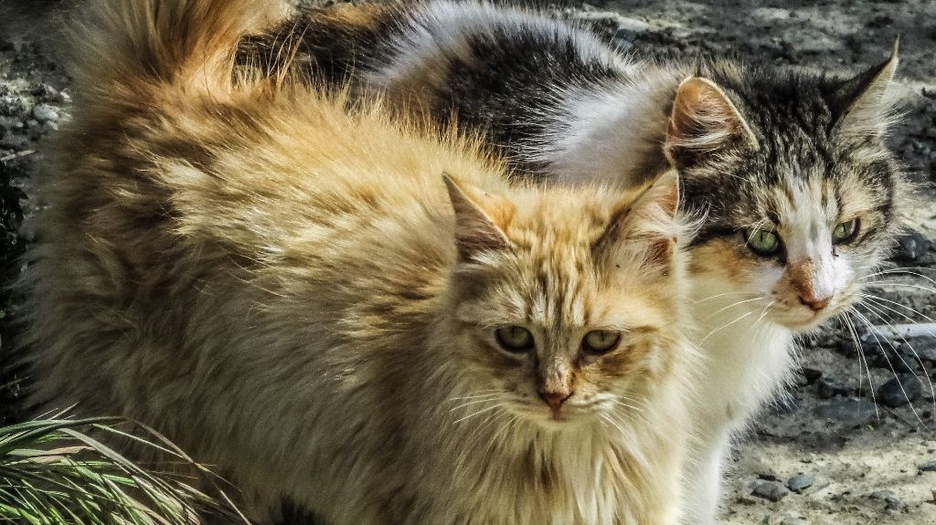 Kdo jsou gaučoví množitelé a proč se kvůli nim Česko topí v záplavě koček