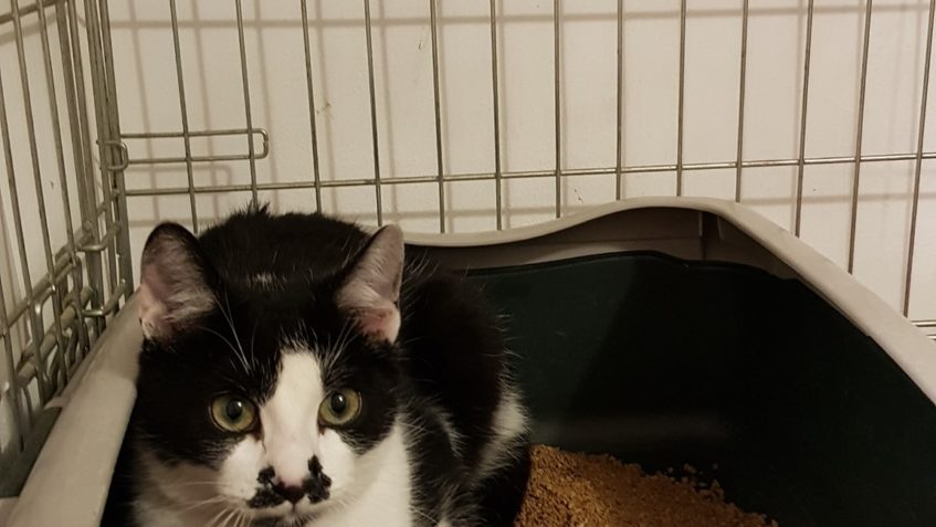 Kočička a kocourek z Kostomlat po kastraci. Obě kočičky budo...