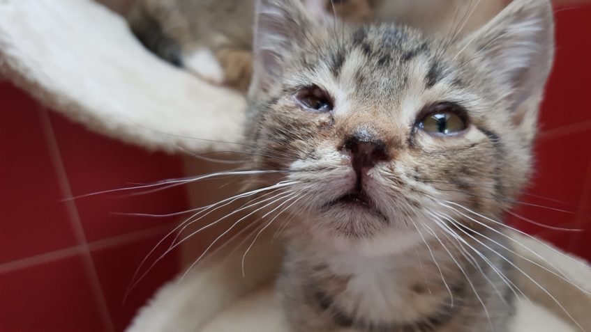 LÍSTEČEK A CHLÁDEK...