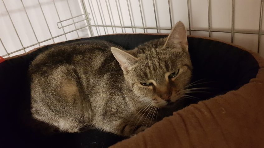 MAMINKA KITY A SUZI JE PO KASTRACI...