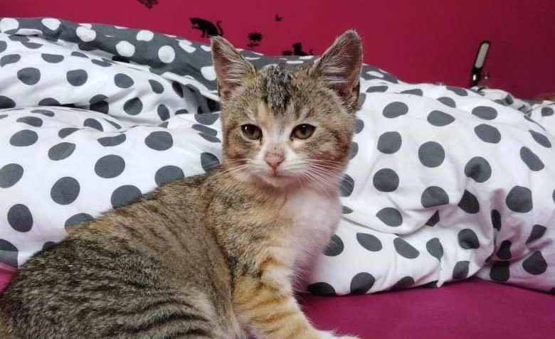 MOC VŠEM DĚKUJEME, DÍKY VAŠEMU SDÍLENÍ NAŠLA KOČIČKA DOMOV ...