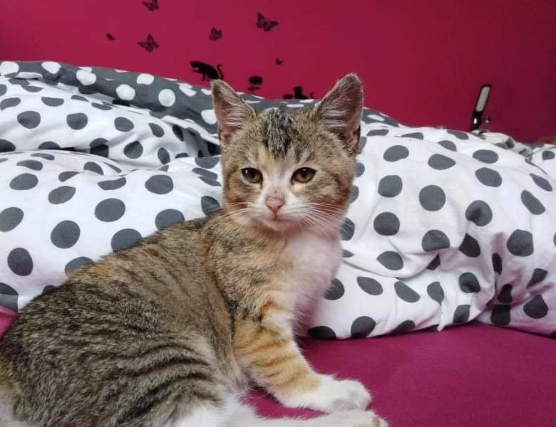 MOC VŠEM DĚKUJEME, DÍKY VAŠEMU SDÍLENÍ NAŠLA KOČIČKA DOMOV ...