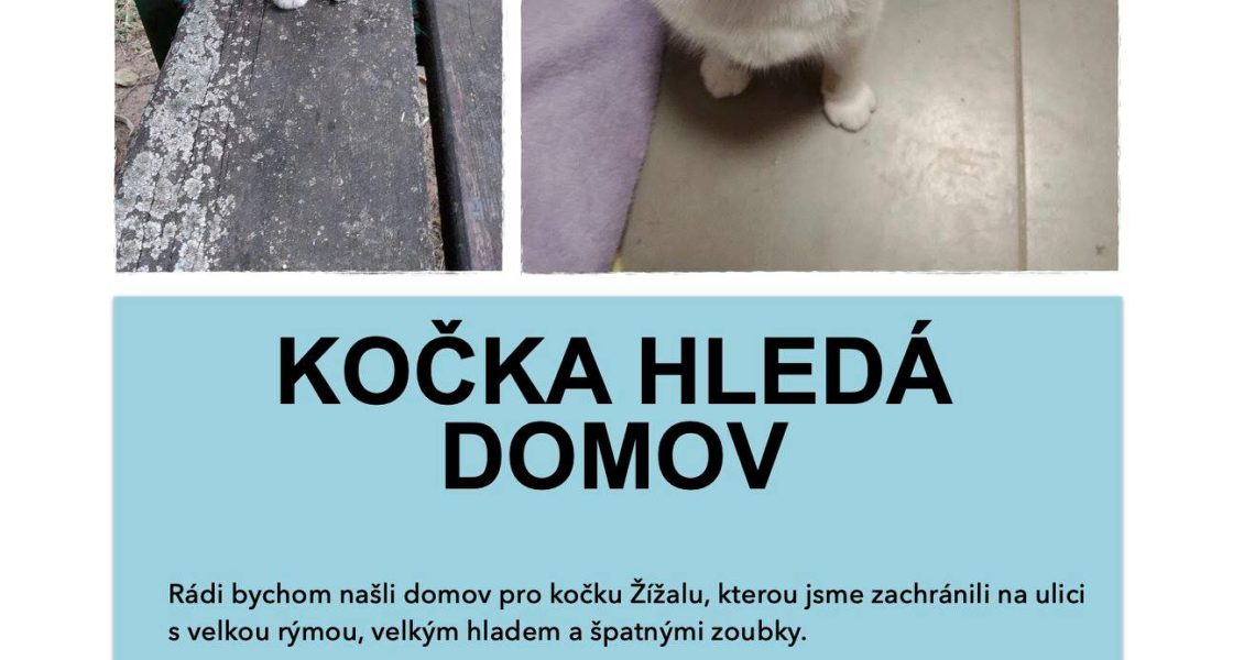 NALEZENEC ŽÍŽALA STÁLE HLEDÁ TEN SPRÁVNÝ DOMOV......