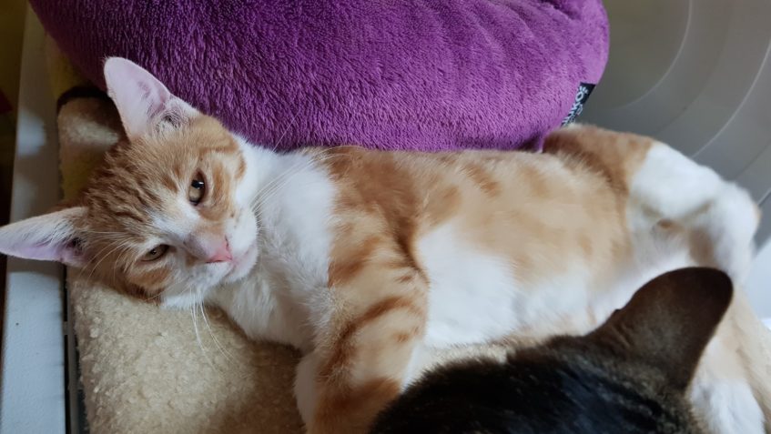 POŠŤÁČEK A STRAŠPYTLÍK...