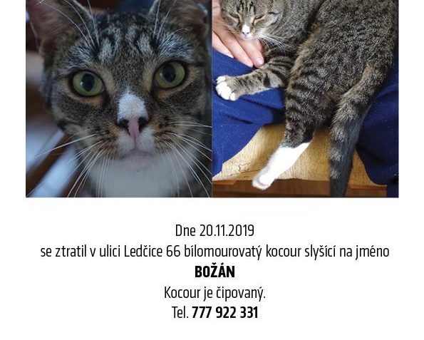 PROSÍME O SDÍLENÍ!!!! V OBCI LEDČICE SE ZTRATIL PŮVODNĚ SLUN...