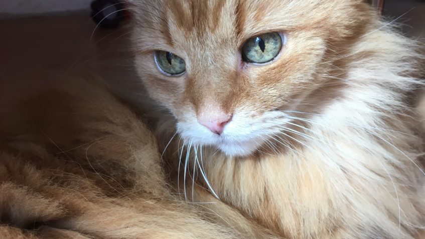 PROSÍME O SDÍLENÍ (hlavně Brno a okolí) HLEDÁME NOVÝ DOMOV ...