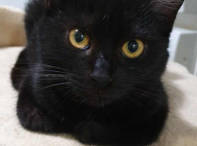 PUMÍK  JE PROSTĚ KOČIČÍ KRASAVEC...