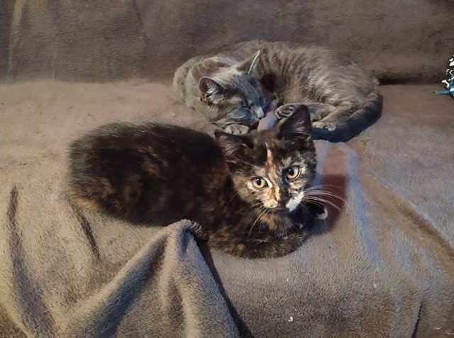 PUPAVA  A HERMÍNKA ( nyní Cecilka a Dorotka)...