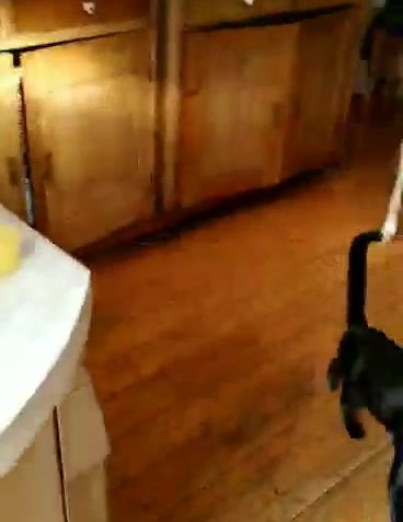 Sledovat Figaro domů!!!