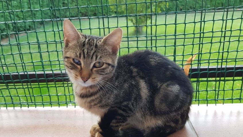 V pátek odjel domů kocourek STRAŠPYTLÍK...