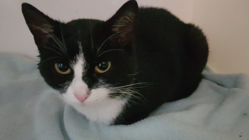 VEČER PŘIJATÁ KOČIČKA JULKA...