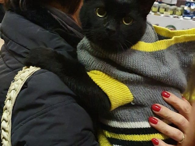 VČERA SE NA NÁS NA VÝSTAVU PŘIŠEL PODIVAT I PAN KOCOUR  S MA...