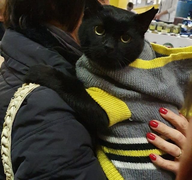 VČERA SE NA NÁS NA VÝSTAVU PŘIŠEL PODIVAT I PAN KOCOUR  S MA...