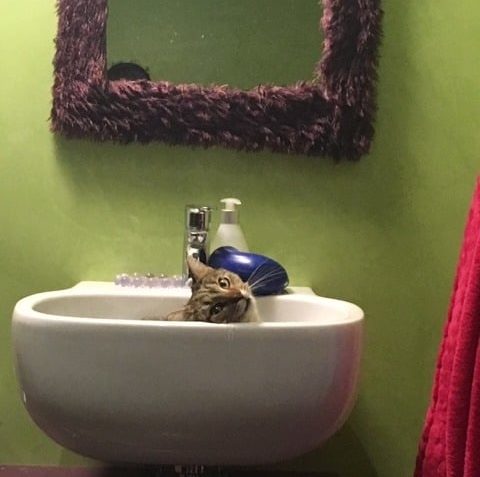 ZDENEČEK ( nyní Tygřík)...