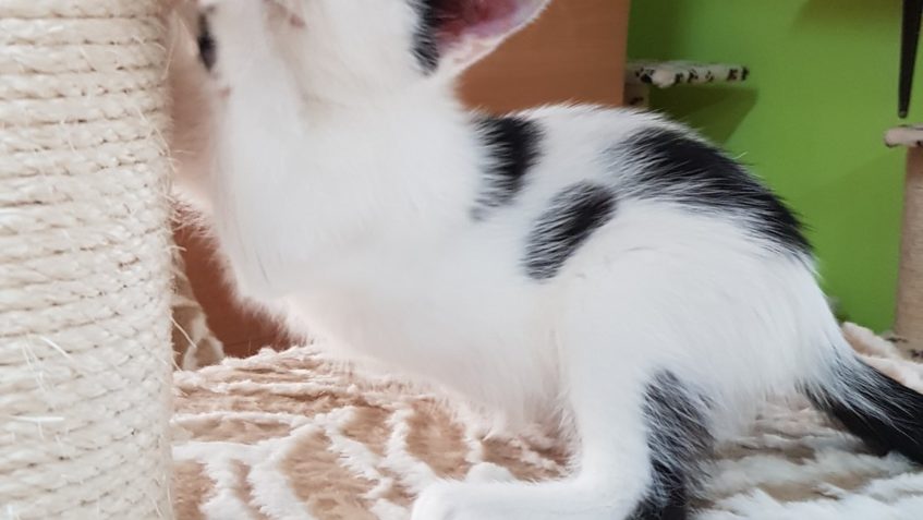 ZPRAVODAJSTVÍ DO 3.11.2019...