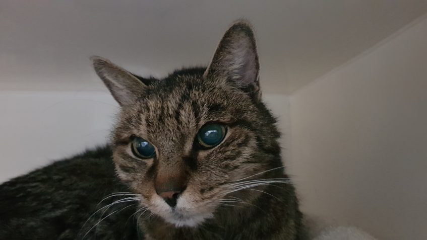 ŠKRALOUPEK BYL HLEDÁN MAJITELI, JE UŽ ZPÁTKY DOMA...