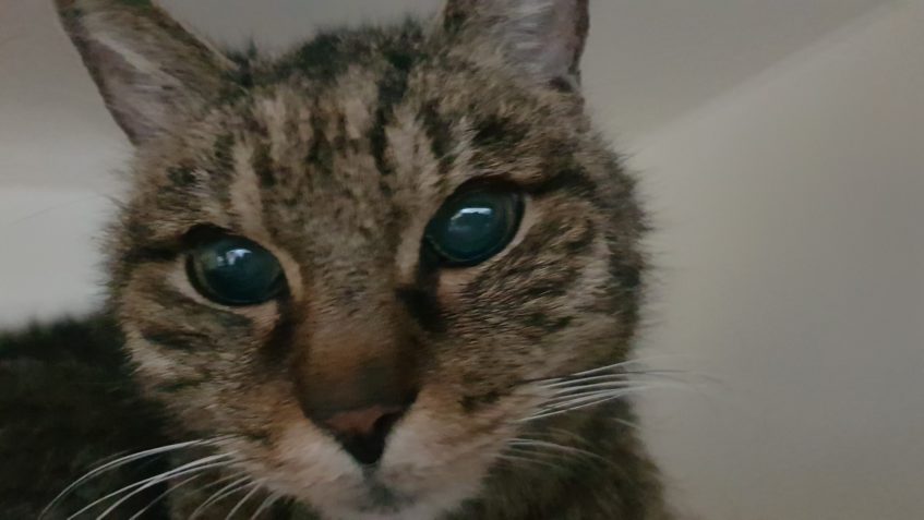 ŠKRALOUPEK, NOVINKA VE SLUNÍČKU...