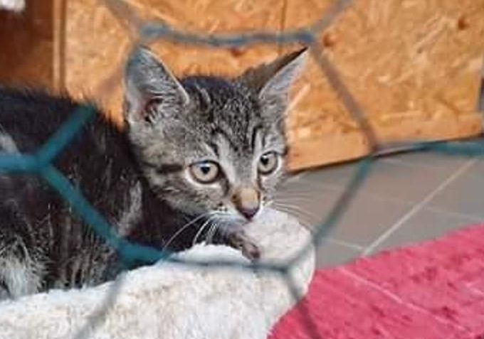 Artuš ze Sluníčka - Kočičí přání