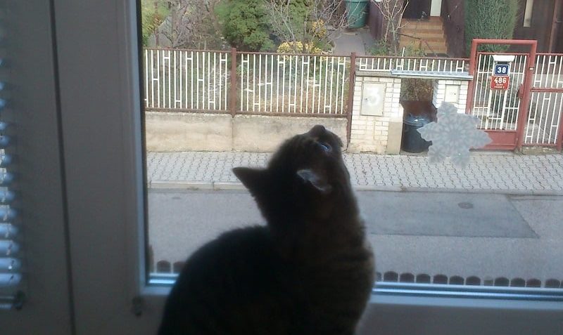 BLEŠKA ( Mňoukinka)...