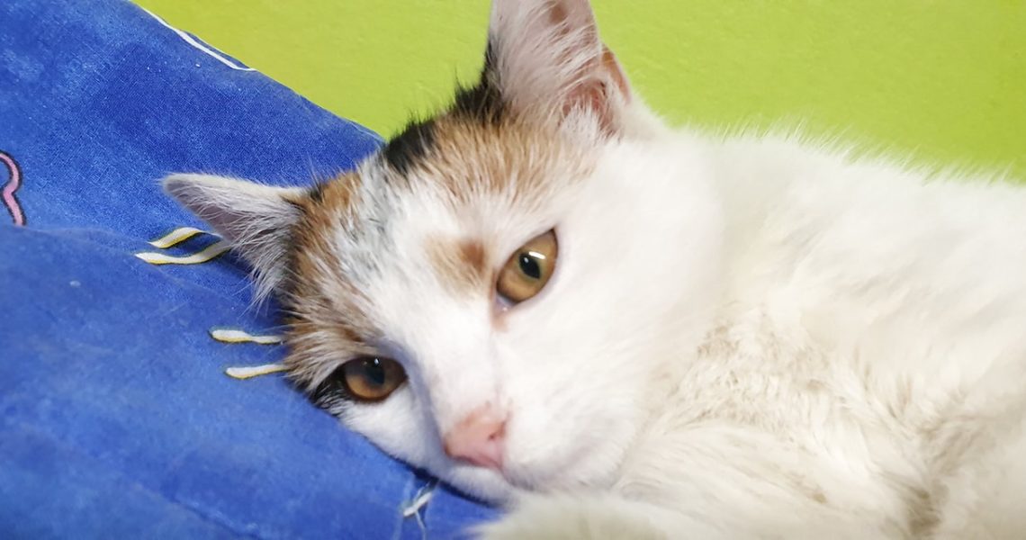 DNES PŘIJATÁ KRASAVICE Z PODLUSK...