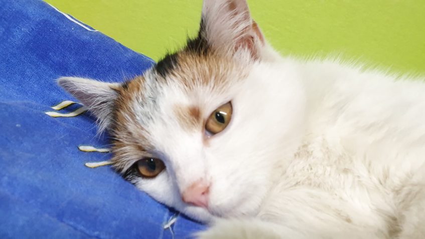 DNES PŘIJATÁ KRASAVICE Z PODLUSK...