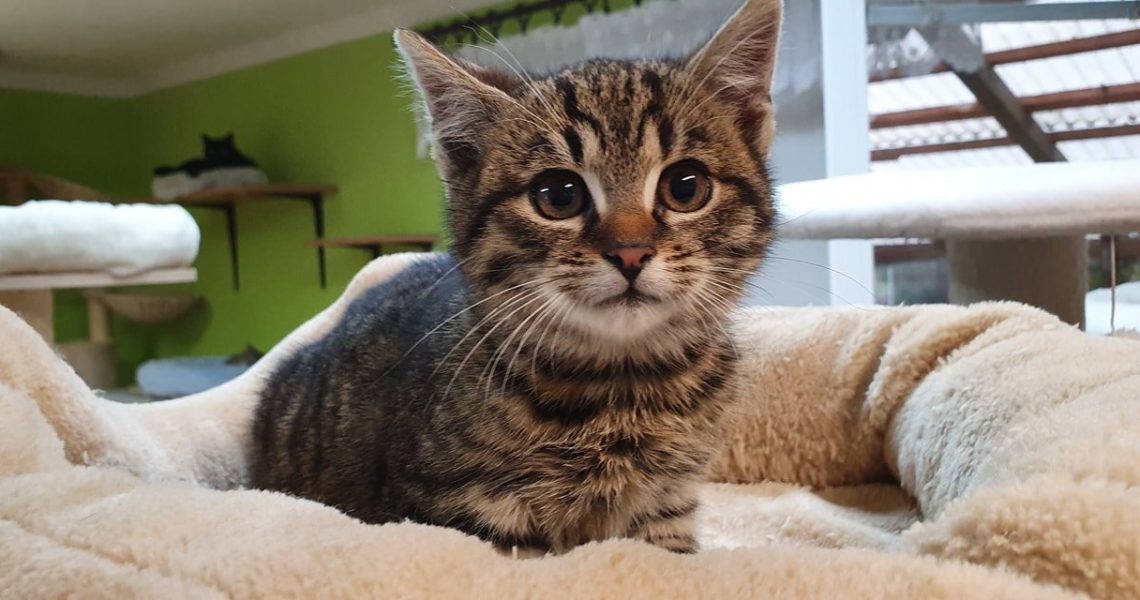 DNES PŘIJATÝ KOCOUREK  -  NALEZENÝ V BŘÍZE...