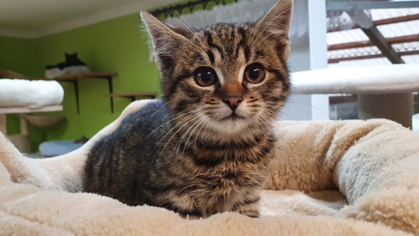 DNES PŘIJATÝ KOCOUREK  -  NALEZENÝ V BŘÍZE...