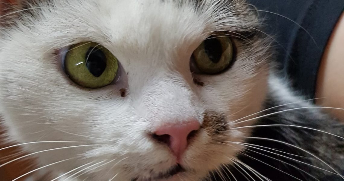 DNES VEČER PŘIJATÁ KOČIČKA PIZZERIE...