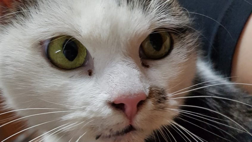 DNES VEČER PŘIJATÁ KOČIČKA PIZZERIE...