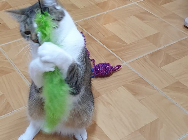 DNESKA MĚLA KOČIČKA MATONKA NĚJAKOU HRAVOU...