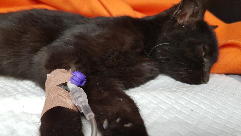 DNEŠNÍ NALEZENEČEK BOJUJE O ŽIVOT...