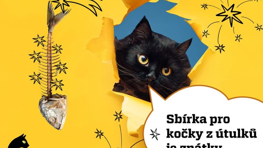 Další kolo největší charitativní sbírky pro kočky - Kočičí p...