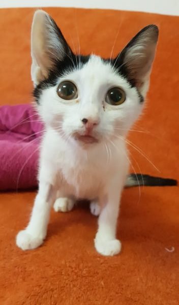 FELV POZITIVNÍ MAFINKA UŽ NENÍ S NÁMI...