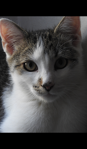 GRANÁTEK ( nyní Filípek)...