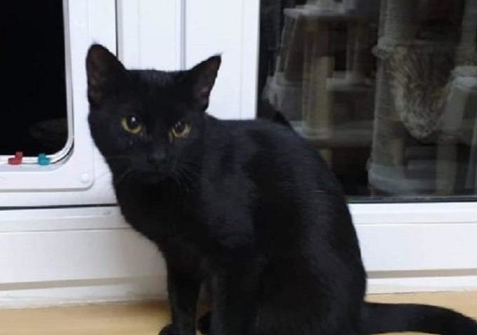 Gouda ze Sluníčka - Kočičí přání