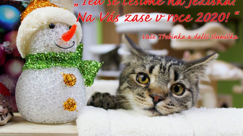 I NAŠE KOČIČKY UŽ SE TĚŠÍ NA JEŽÍŠKA A NA ZASLOUŽENÝ KLID A ...