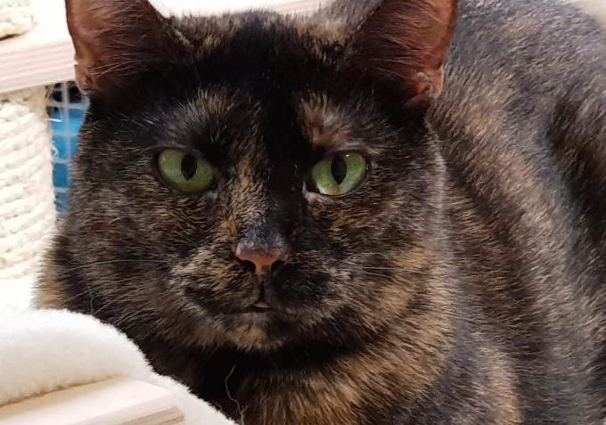 Iriska ze Sluníčka - Kočičí přání