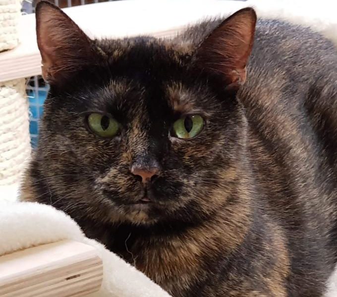 Iriska ze Sluníčka - Kočičí přání