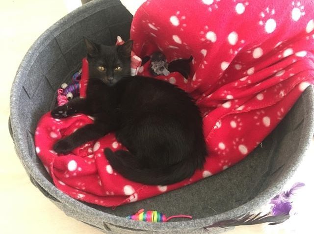 JARUŠKA ( nyní Lily)...