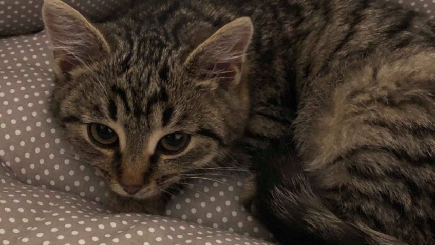 KITY ( Klementýnka)...