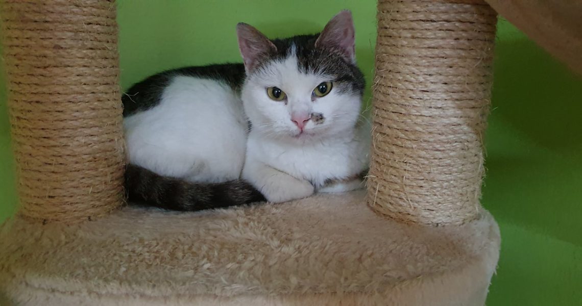 KOČIČKA PIZZERIE  UŽ MÁ TLAPKY V POŘÁDKU A STÁVÁ SE ZNÍ NESK...