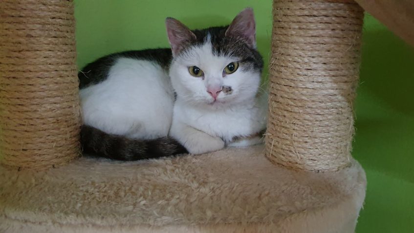 KOČIČKA PIZZERIE  UŽ MÁ TLAPKY V POŘÁDKU A STÁVÁ SE ZNÍ NESK...