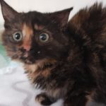 KOČÍČÍ HOLČIČKY Z ČERNOUČKU...