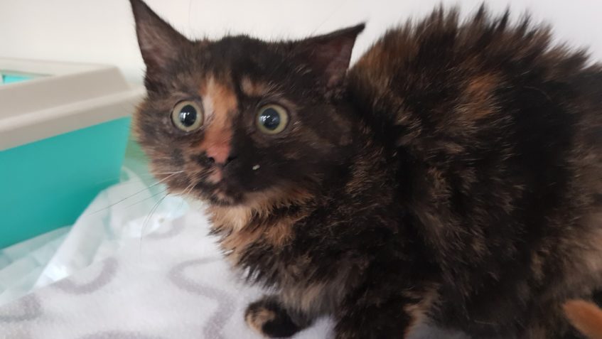 KOČÍČÍ HOLČIČKY Z ČERNOUČKU...