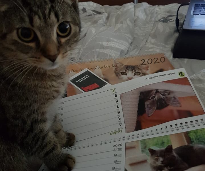 Kocourek Cézárek už kalendář má a prý je přímo božíA co vy.....