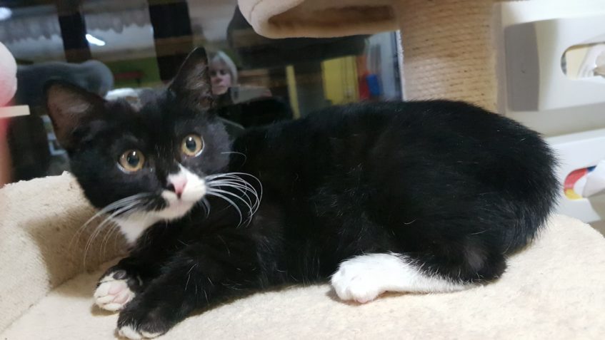 MALÝ ZÁVORKA A JEHO HODNĚ NEMOCNÁ PACINKA...